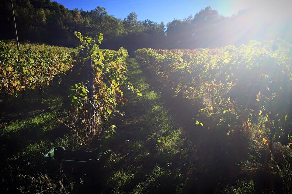 Agriturismo Monastero Di San Biagio โนเชราอุมบรา ภายนอก รูปภาพ